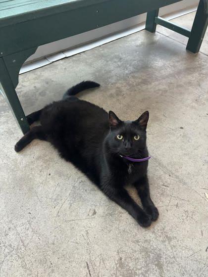 Enlarge Dusty, a Adoptable mixed breed in Manteo, NC image 2/2