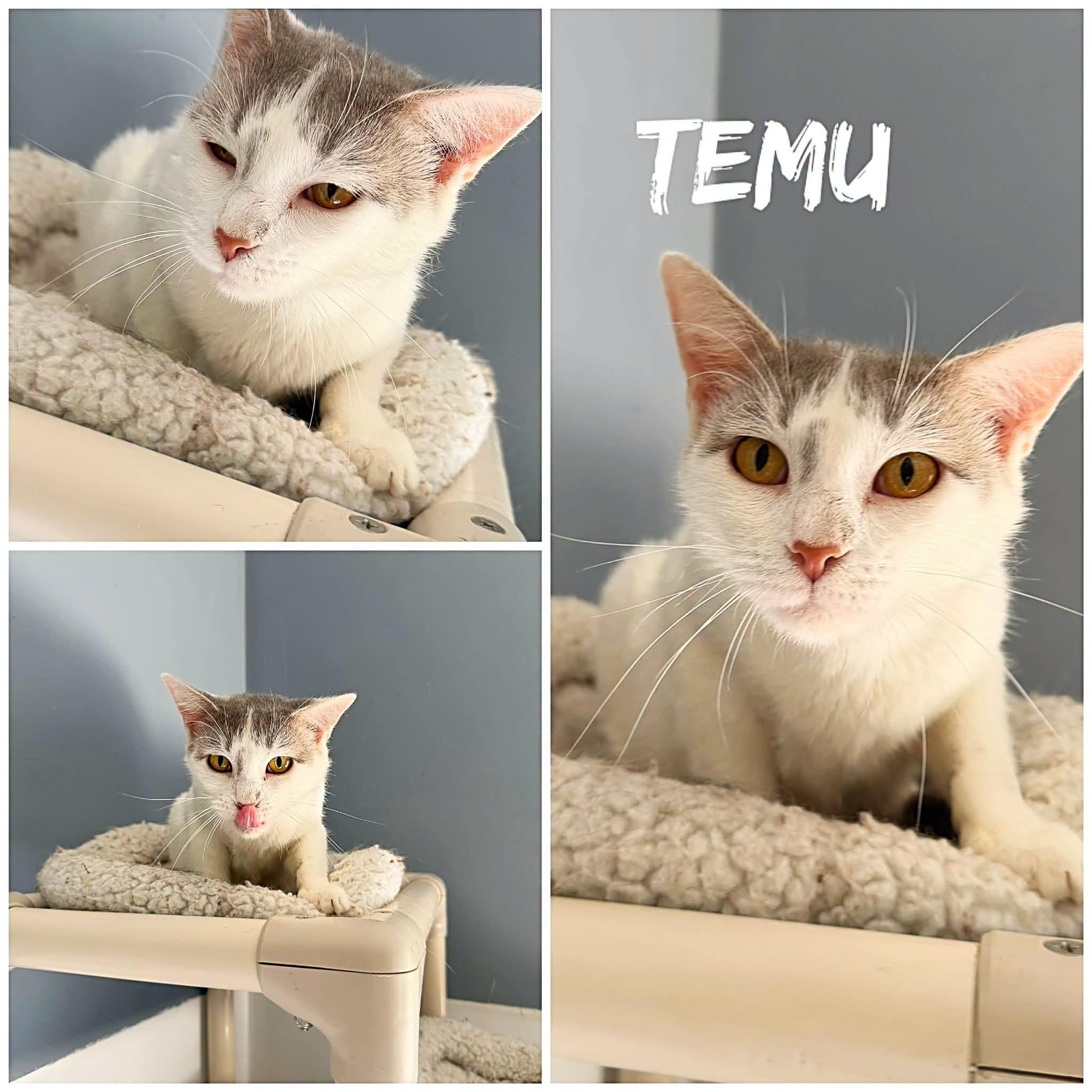 Temu, ADOPTABLE, Adult Female Domestic Short Hair.