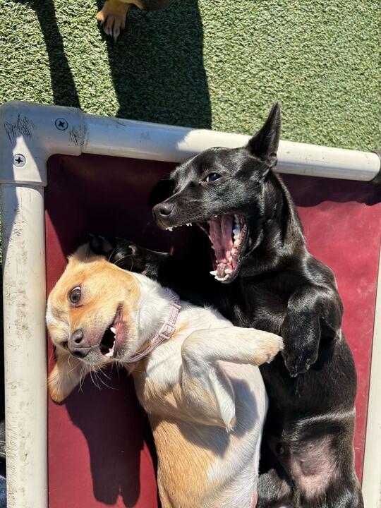 Sadie, ADOPTABLE, Puppy Female Chihuahua & Beagle.