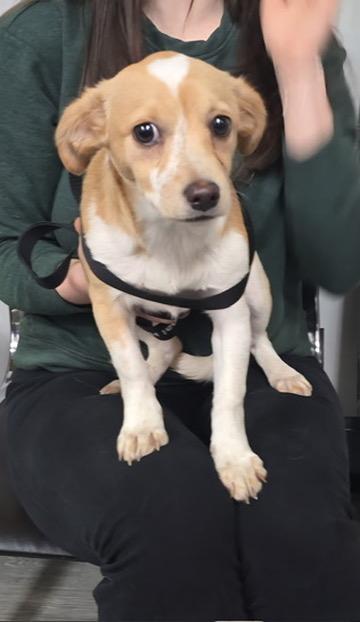 Enlarge Sadie, a ADOPTABLE mixed breed in San Rafael, CA image 1/5