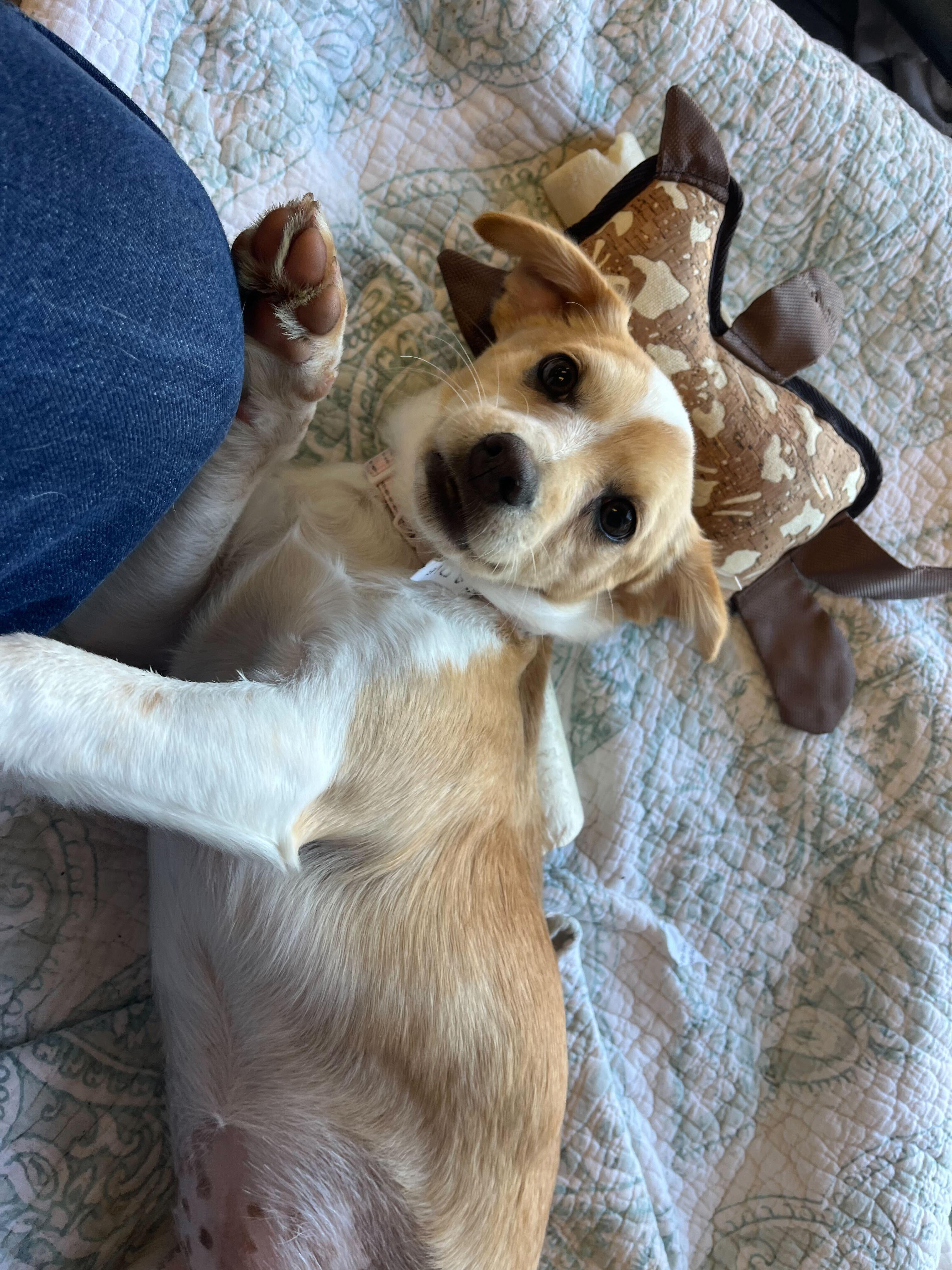 Sadie, ADOPTABLE, Puppy Female Chihuahua & Beagle.