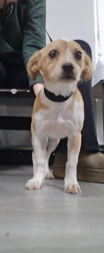 Enlarge Sadie, a ADOPTABLE mixed breed in San Rafael, CA image 4/5