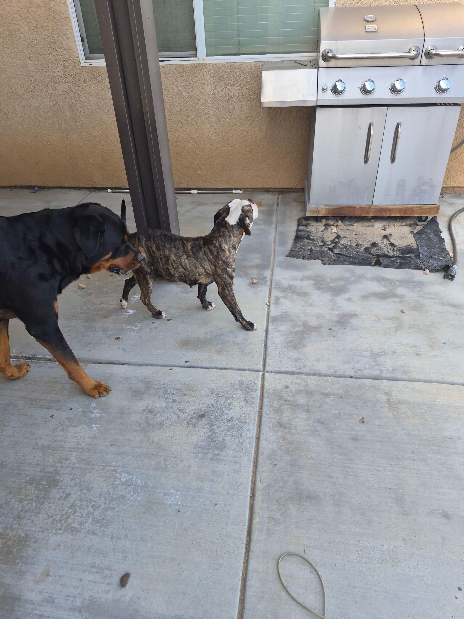 Enlarge Sadie, a ADOPTABLE mixed breed in San Rafael, CA image 5/6