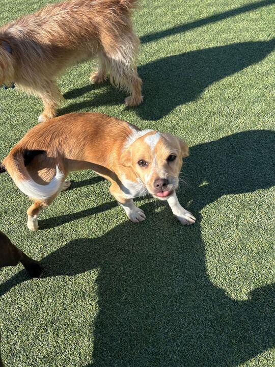 Enlarge Sadie, a ADOPTABLE mixed breed in San Rafael, CA image 6/6