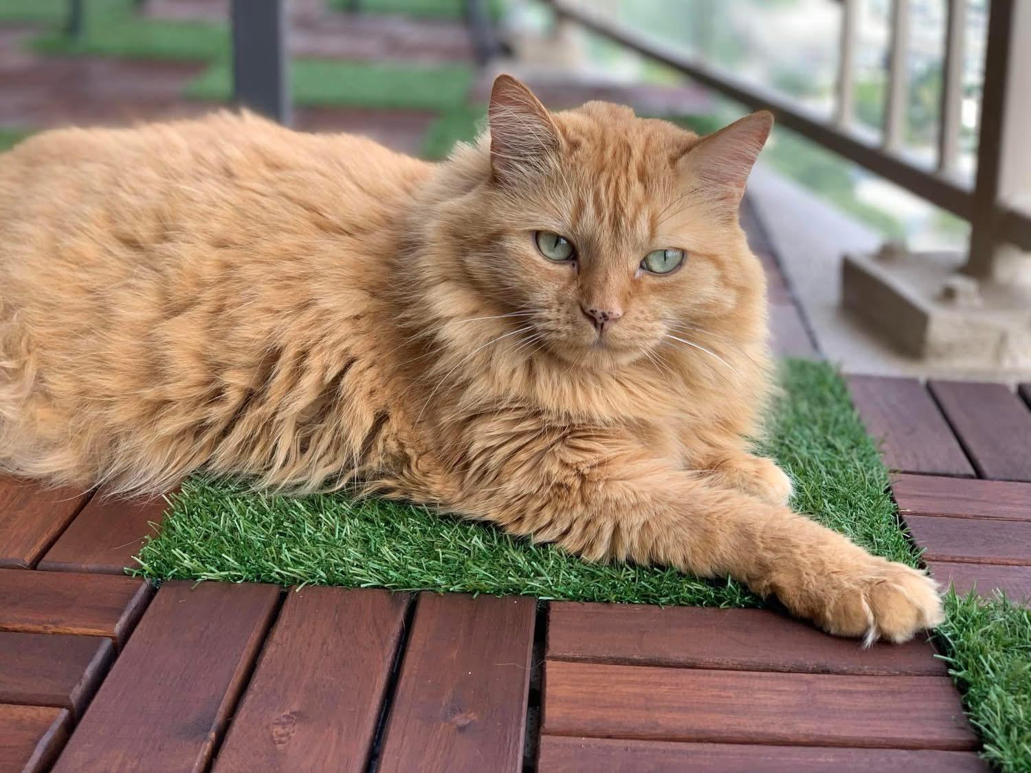 Enlarge Noor (Ms. Radiance), a Adoptable Domestic Long Hair in Sugar Land, TX image 1/4