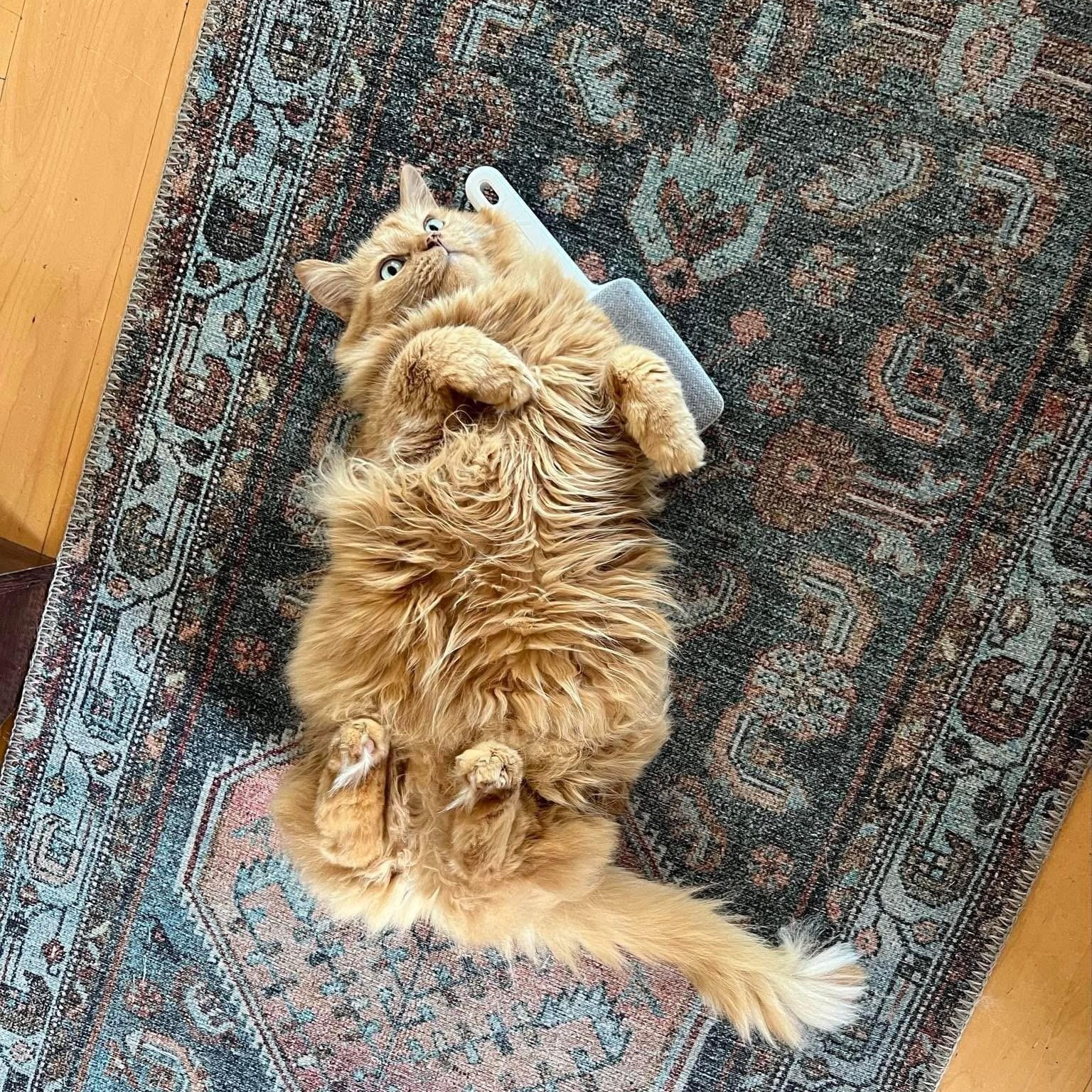 Enlarge Noor (Ms. Radiance), a Adoptable Domestic Long Hair in Sugar Land, TX image 3/4