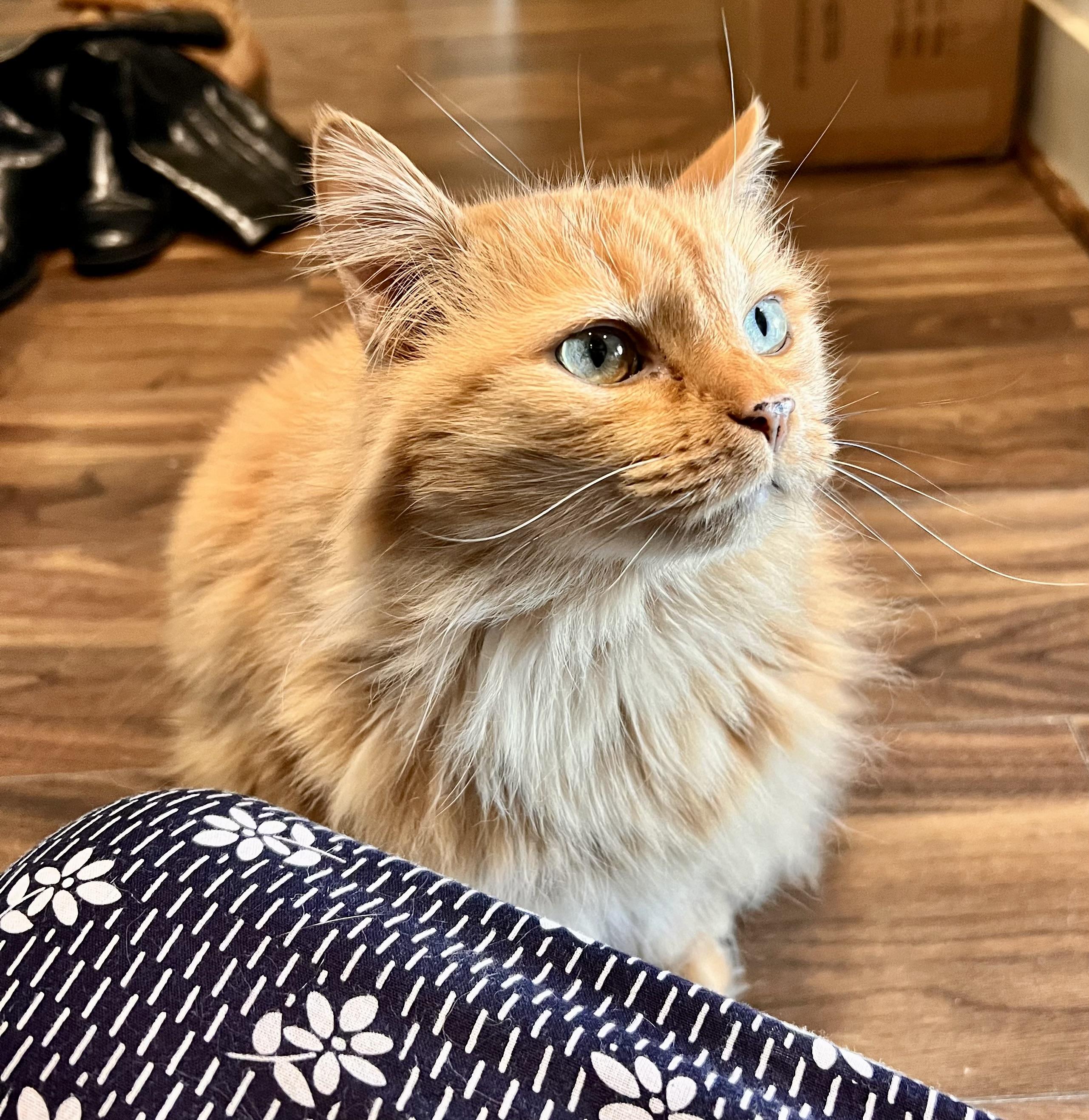 Enlarge Noor (Ms. Radiance), a Adoptable Domestic Long Hair in Sugar Land, TX image 4/4