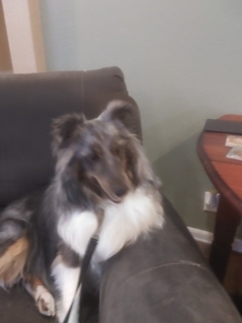 Enlarge Colt, a Adoptable Shetland Sheepdog / Sheltie in Palm Bay, FL image 1/3