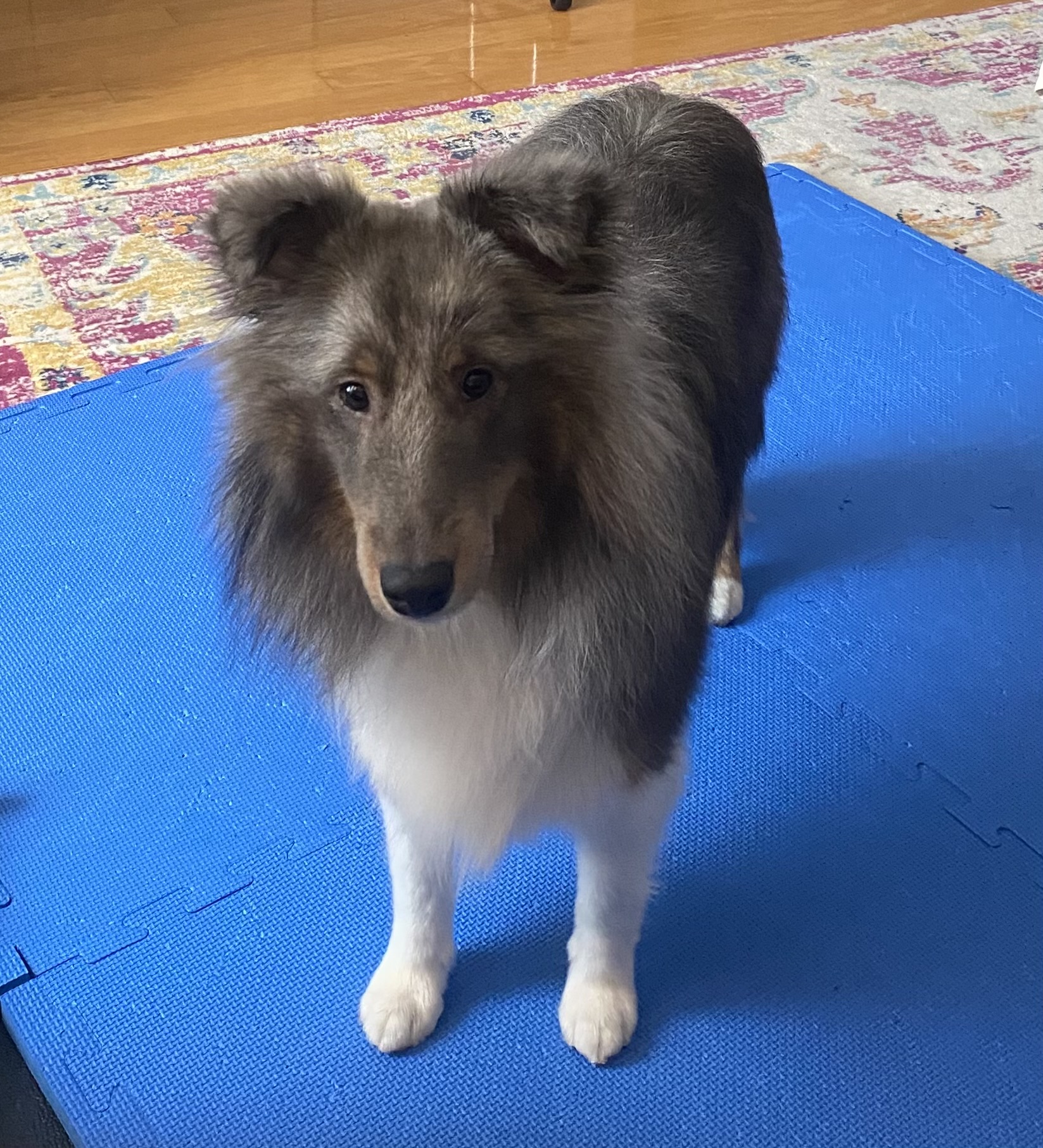 Enlarge Colt, a Adoptable Shetland Sheepdog / Sheltie in Palm Bay, FL image 2/3