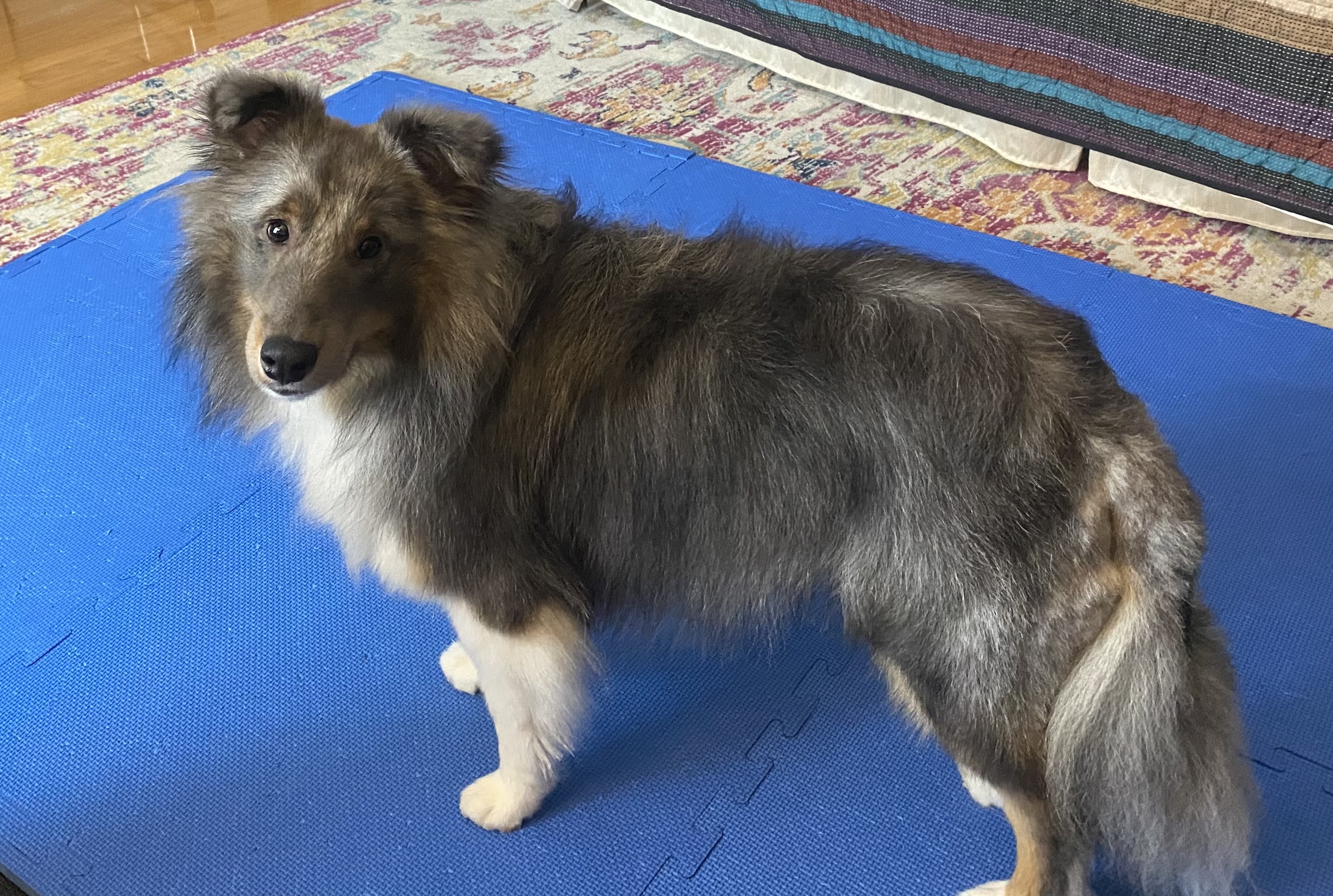 Enlarge Colt, a Adoptable Shetland Sheepdog / Sheltie in Palm Bay, FL image 3/3
