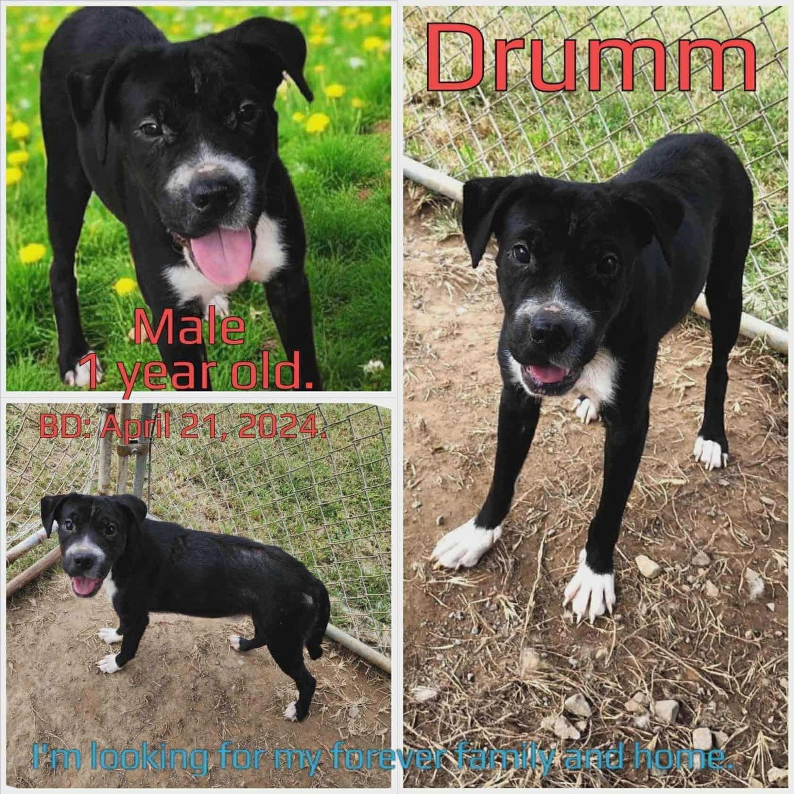 Drumm, Adoptable, Young Male Cocker Spaniel.