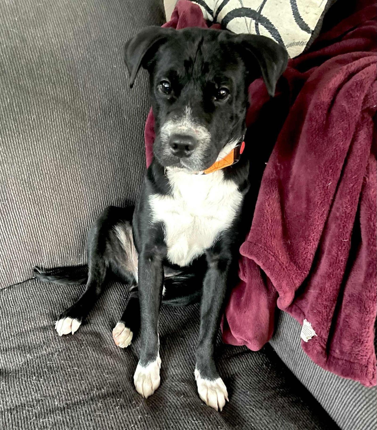 Enlarge Drumm, a Adoptable Cocker Spaniel in New London, WI image 2/3