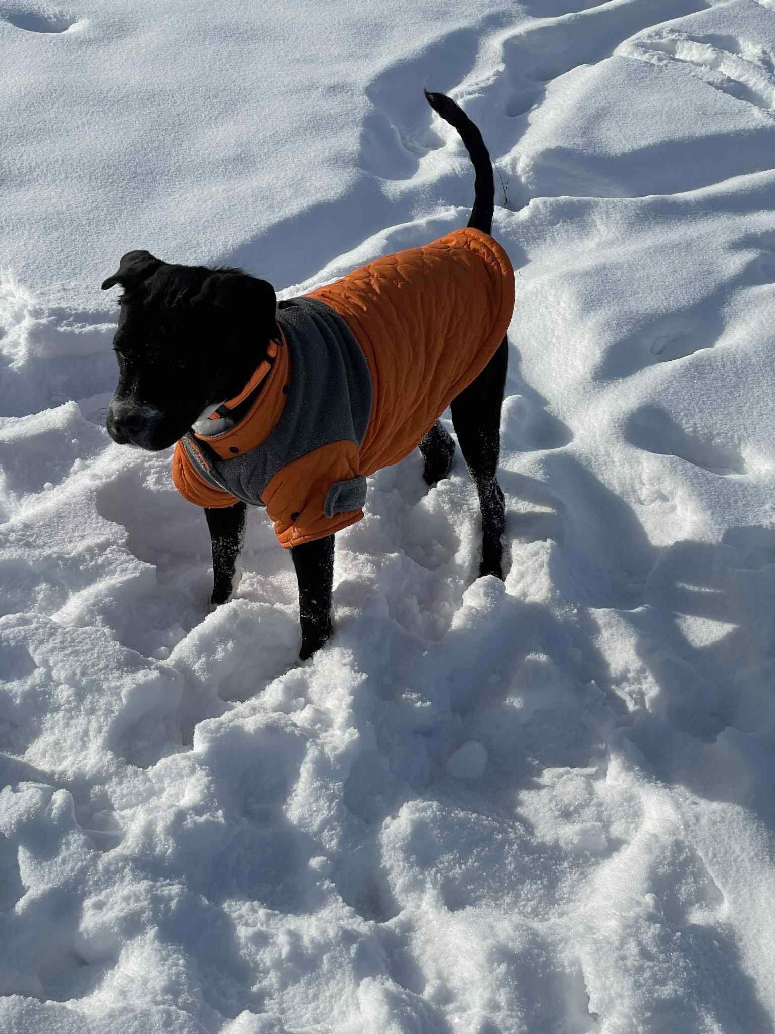 Enlarge Drumm, a Adoptable Cocker Spaniel in New London, WI image 3/3
