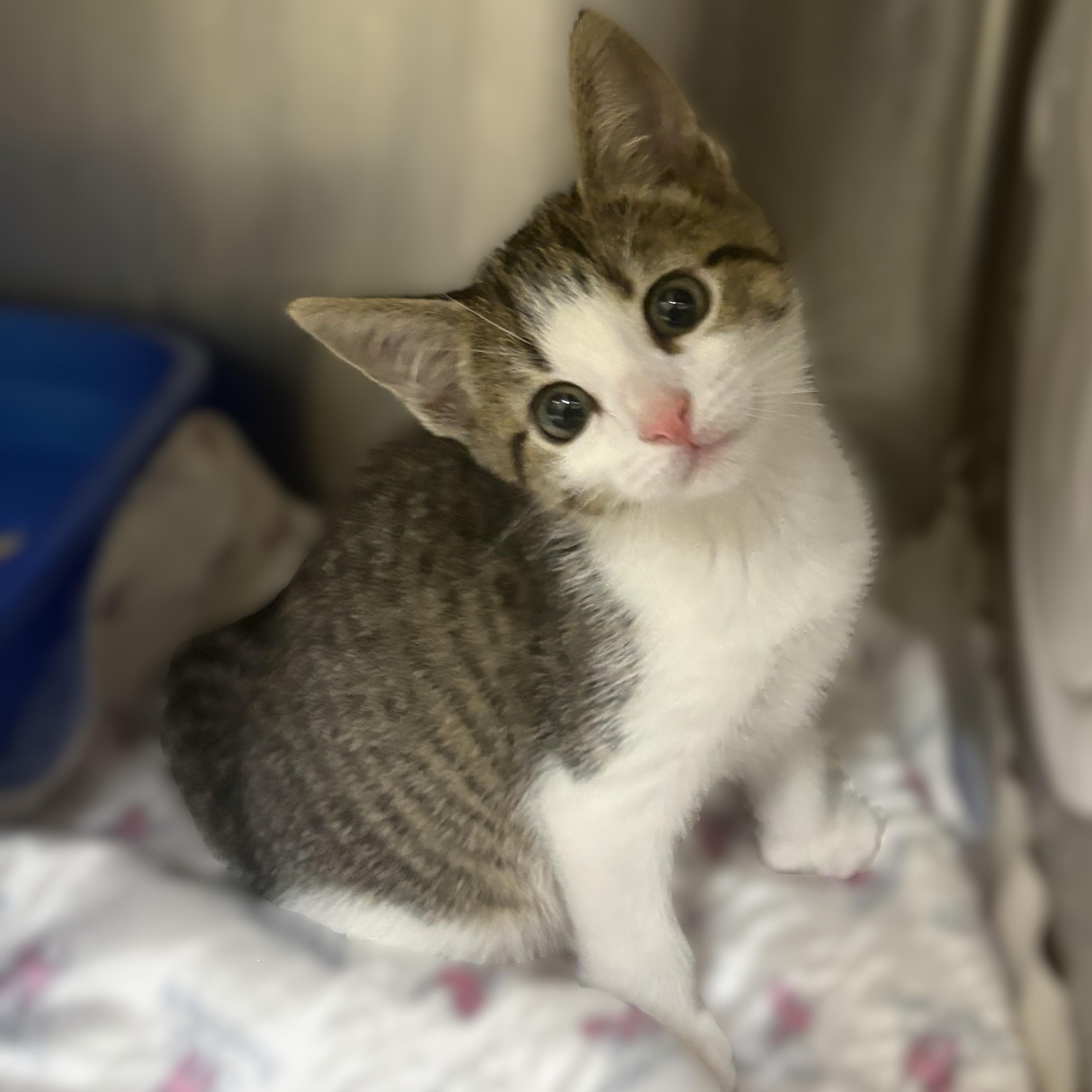 Stark- 52006, adopted, Kitten Male Domestic Short Hair.