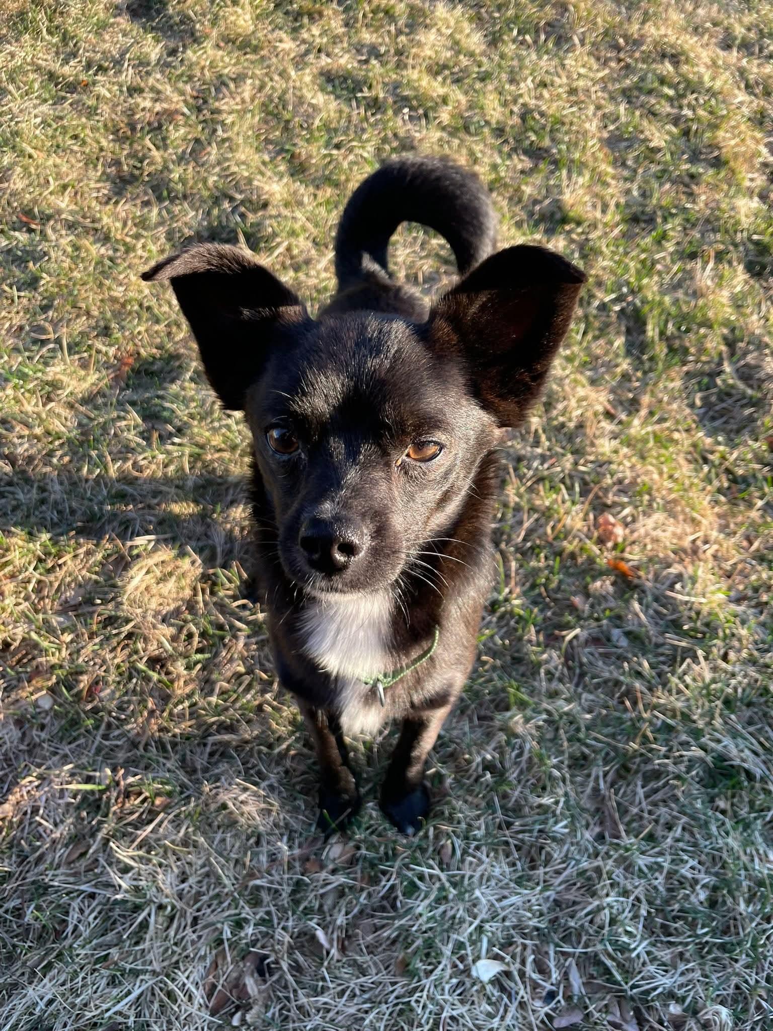 Enlarge LUKE   $425, an adopted mixed breed in Milwaukee, WI image 5/6