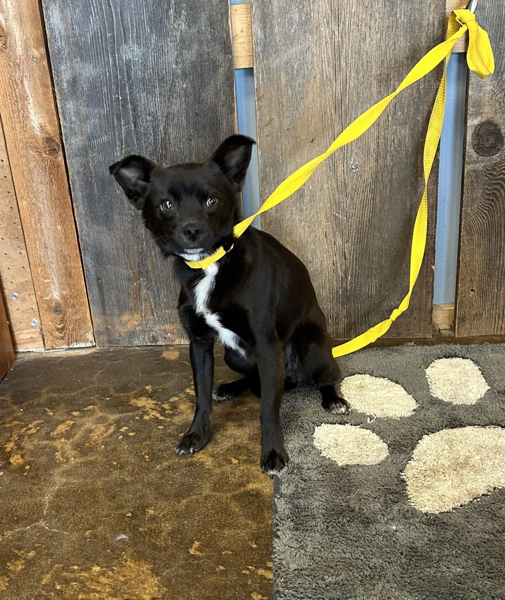 Enlarge LUKE   $425, an adopted mixed breed in Milwaukee, WI image 2/6