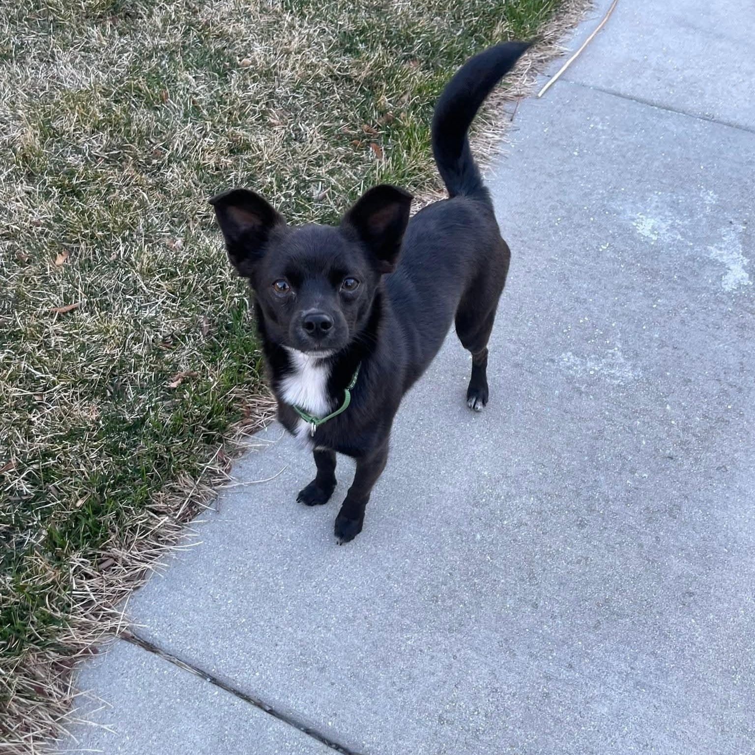 Enlarge LUKE   $425, an adopted mixed breed in Milwaukee, WI image 3/6