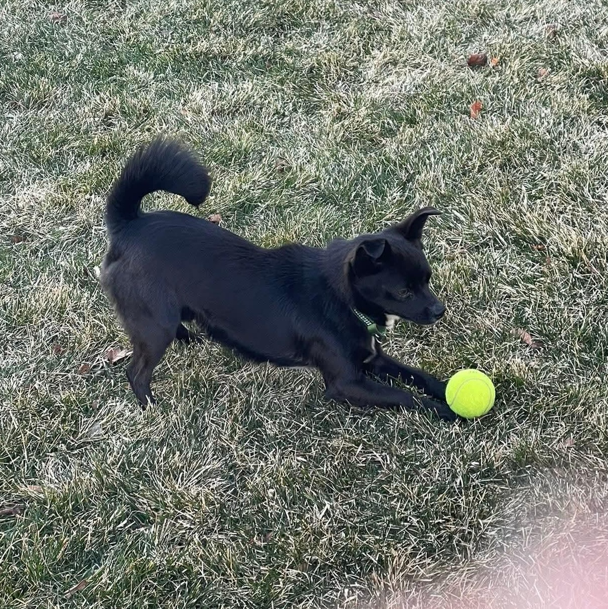 Enlarge LUKE   $425, an adopted mixed breed in Milwaukee, WI image 4/6