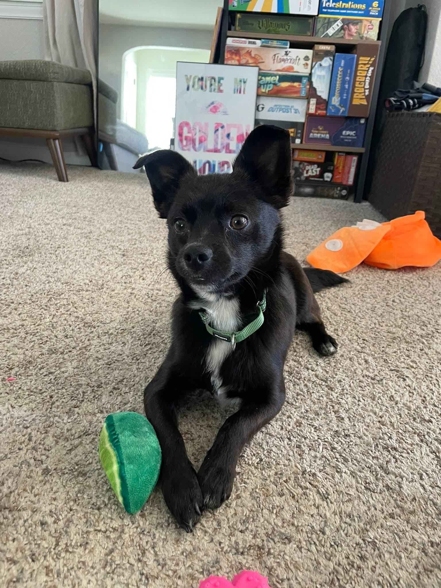 Enlarge LUKE   $425, an adopted mixed breed in Milwaukee, WI image 6/6