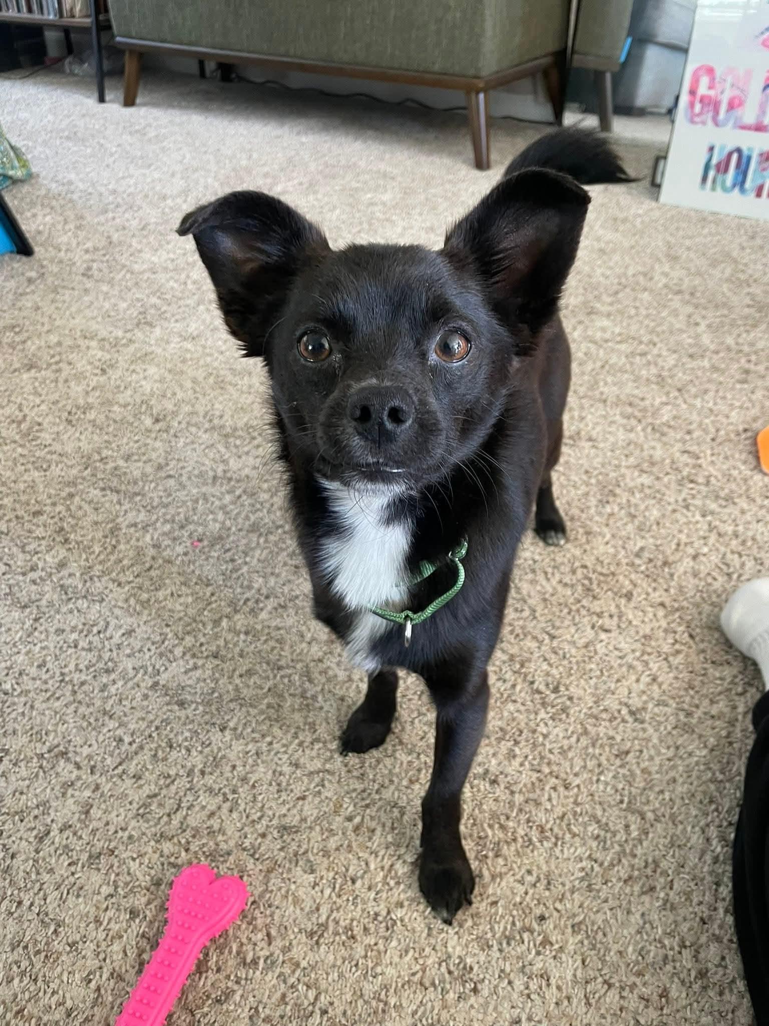 LUKE   $425, adopted, Adult Male Chihuahua.