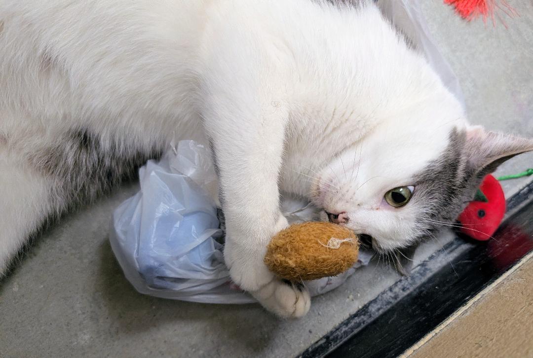 Enlarge Merlin, a Adoptable American Shorthair in Ashland, VA image 2/6