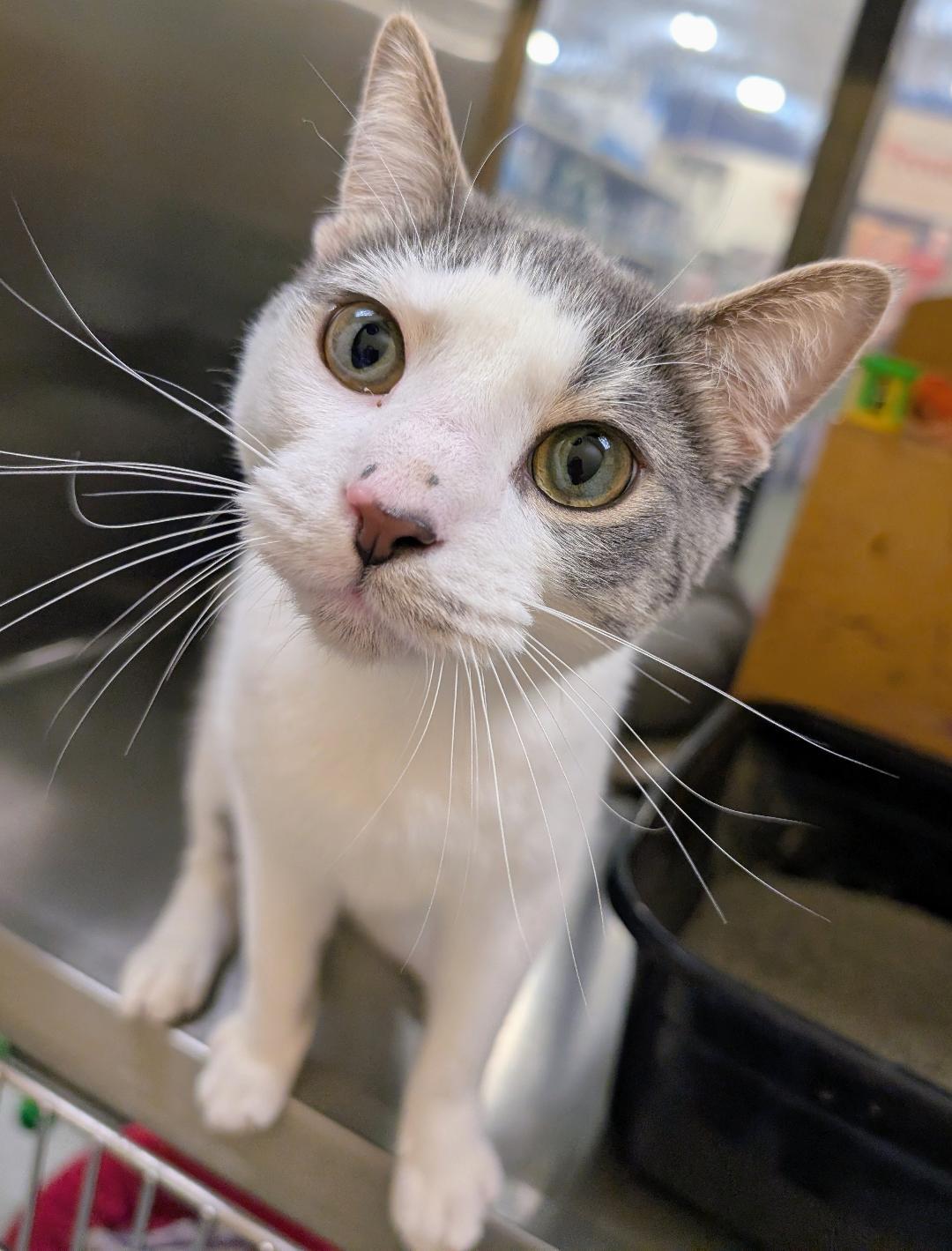 Merlin, Adoptable, Young Male American Shorthair.