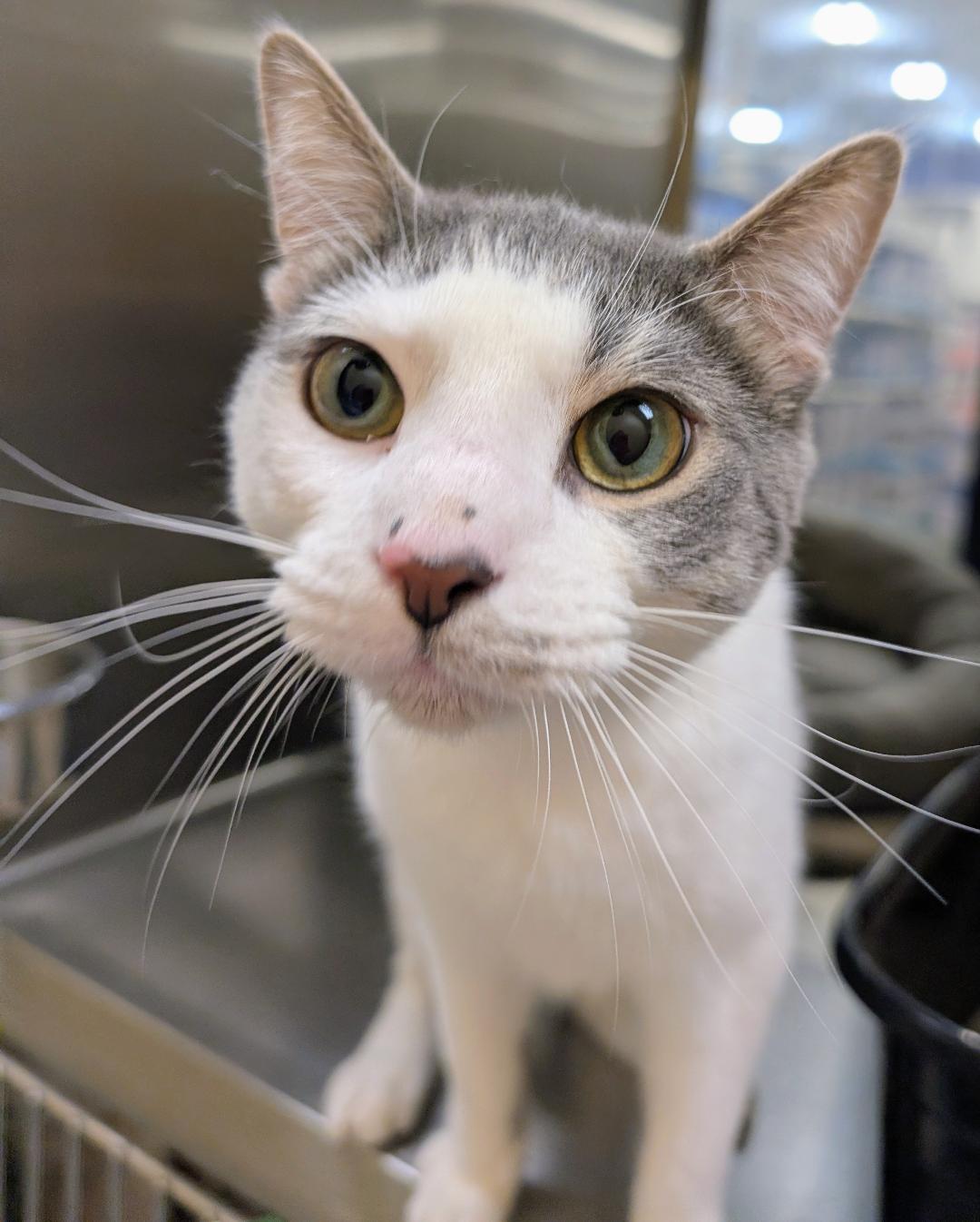 Enlarge Merlin, a Adoptable American Shorthair in Ashland, VA image 5/6