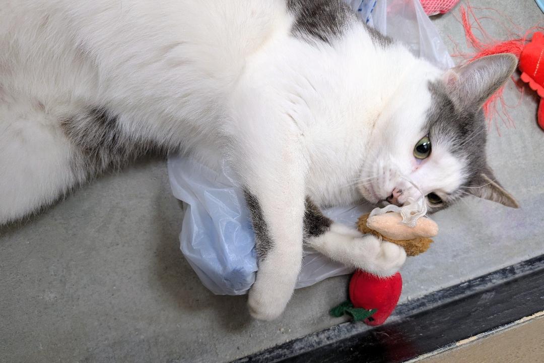 Enlarge Merlin, a Adoptable American Shorthair in Ashland, VA image 4/6
