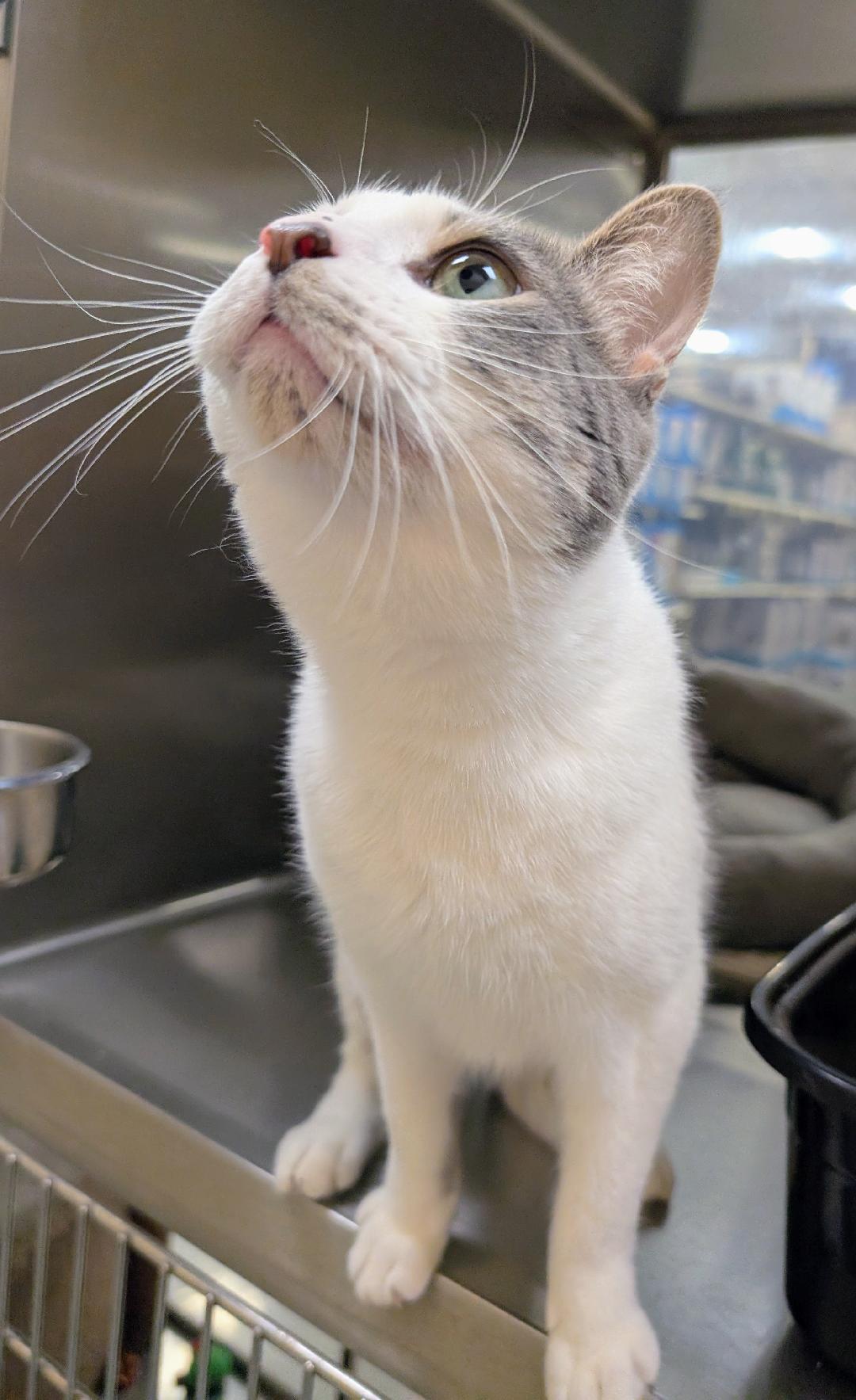 Enlarge Merlin, a Adoptable American Shorthair in Ashland, VA image 3/6