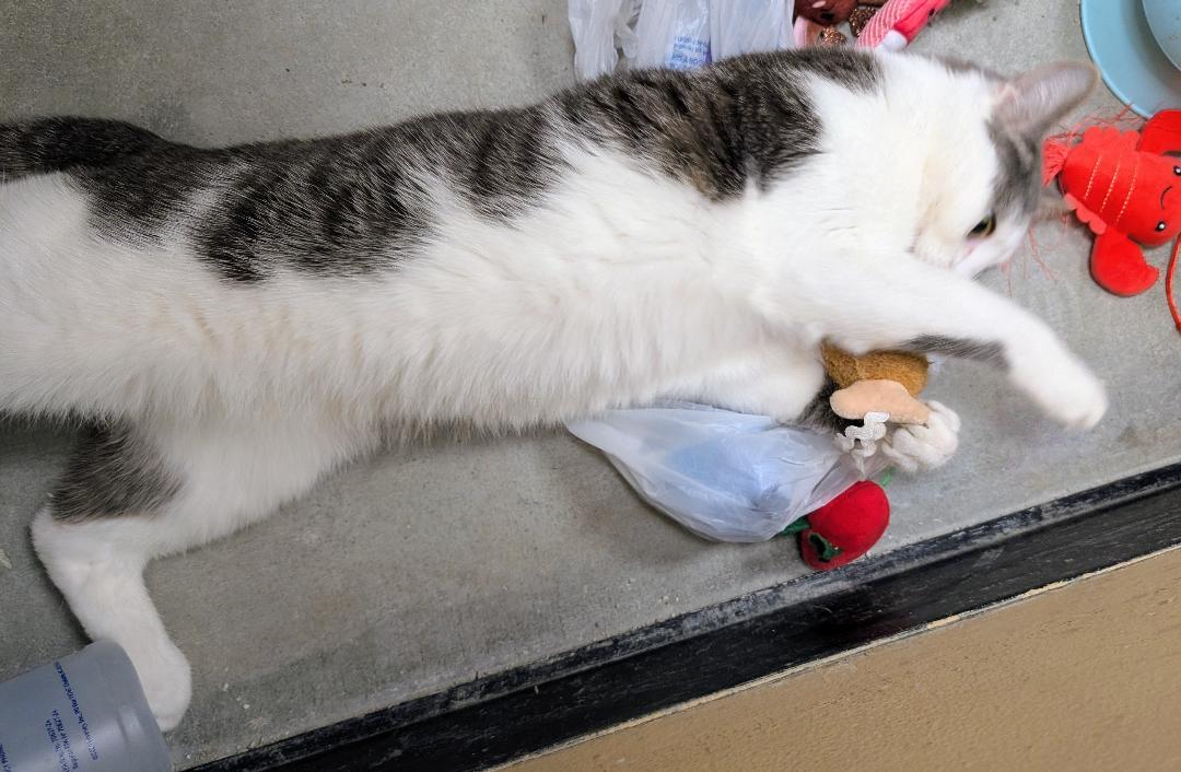 Enlarge Merlin, a Adoptable American Shorthair in Ashland, VA image 6/6