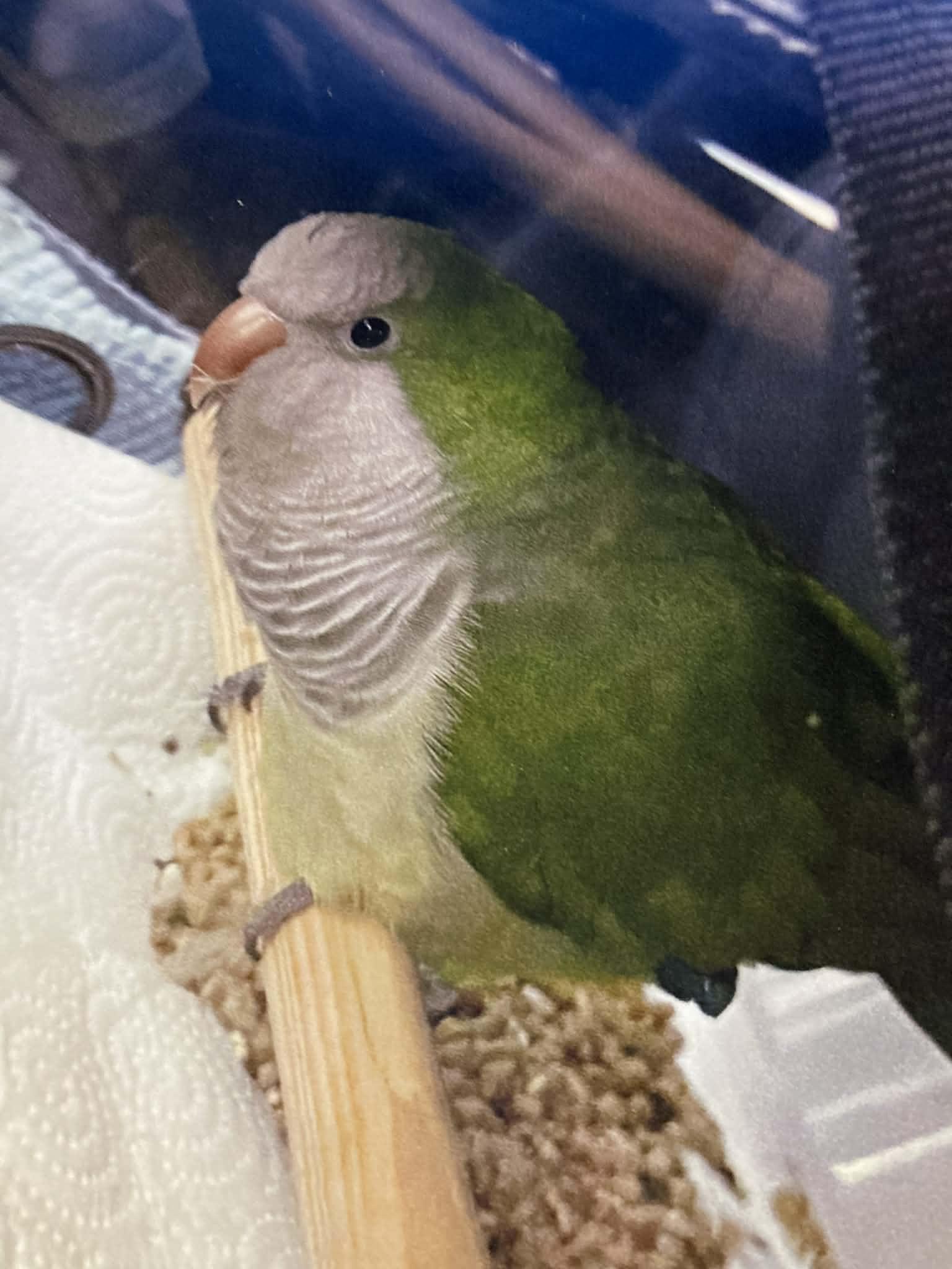 Paulie, a ADOPTABLE Quaker Parakeet in Ocala, FL image 2/2