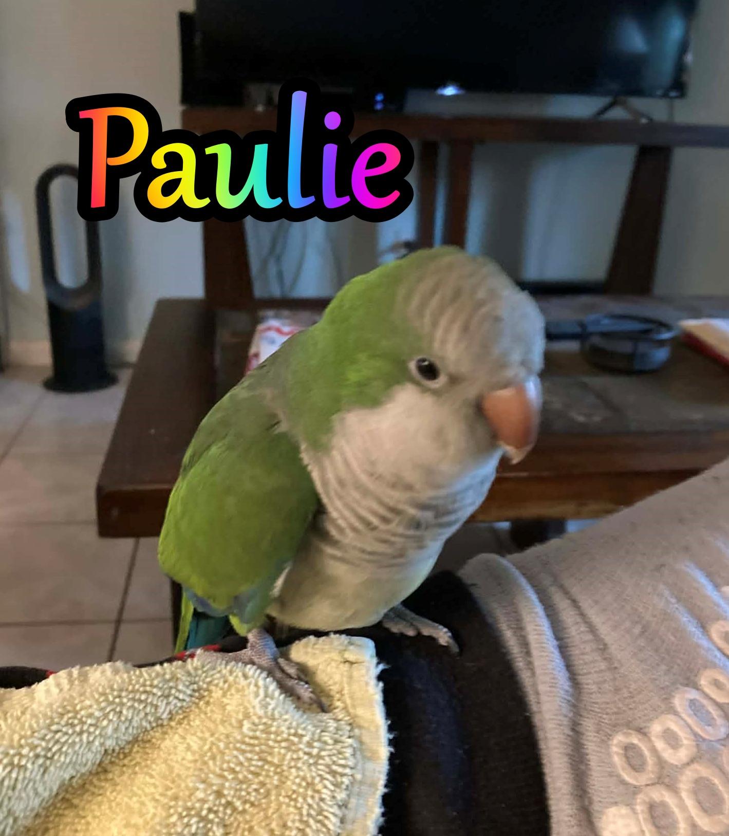 Paulie, a ADOPTABLE Quaker Parakeet in Ocala, FL image 1/2
