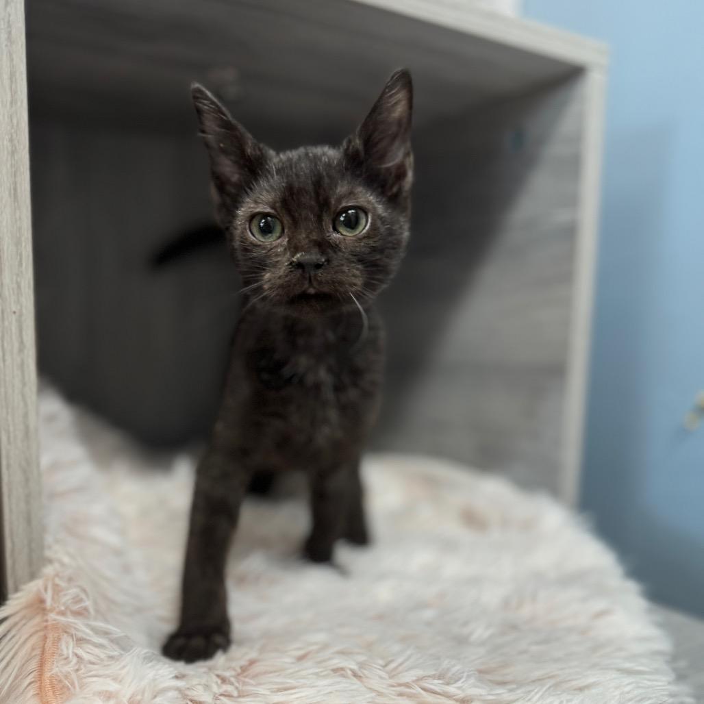 Enlarge Honey Buns, a Adoptable Domestic Short Hair in Pasadena , MD image 1/2