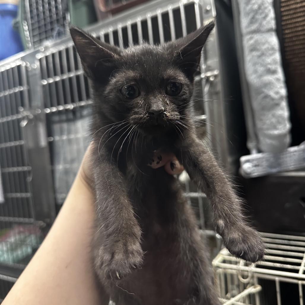 Enlarge Honey Buns, a Adoptable Domestic Short Hair in Pasadena , MD image 2/2