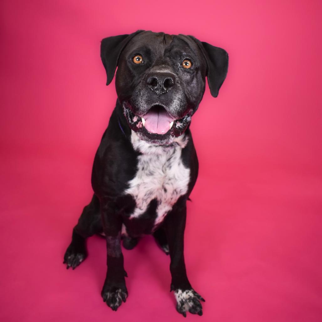 Gentle, Adoptable, Adult Male Mixed Breed.