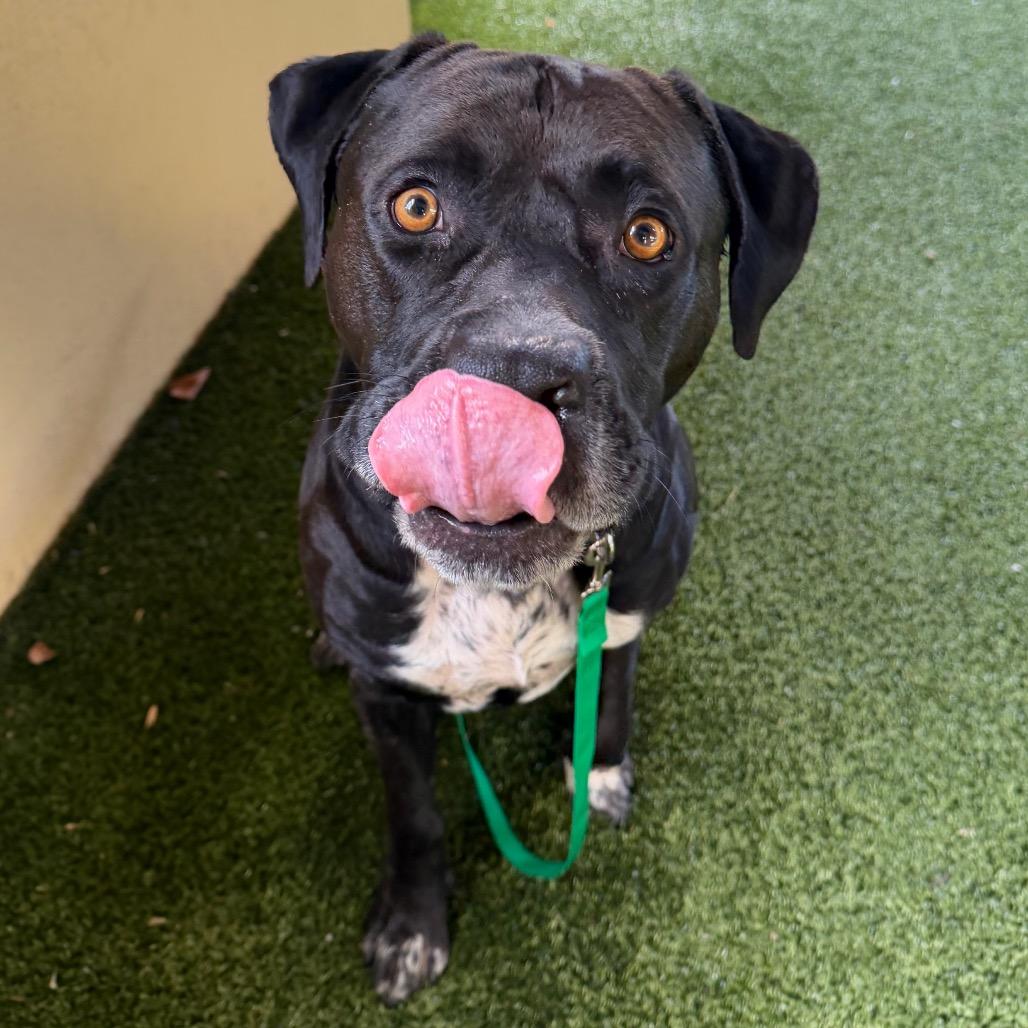 Gentle, Adoptable, Adult Male Mixed Breed.