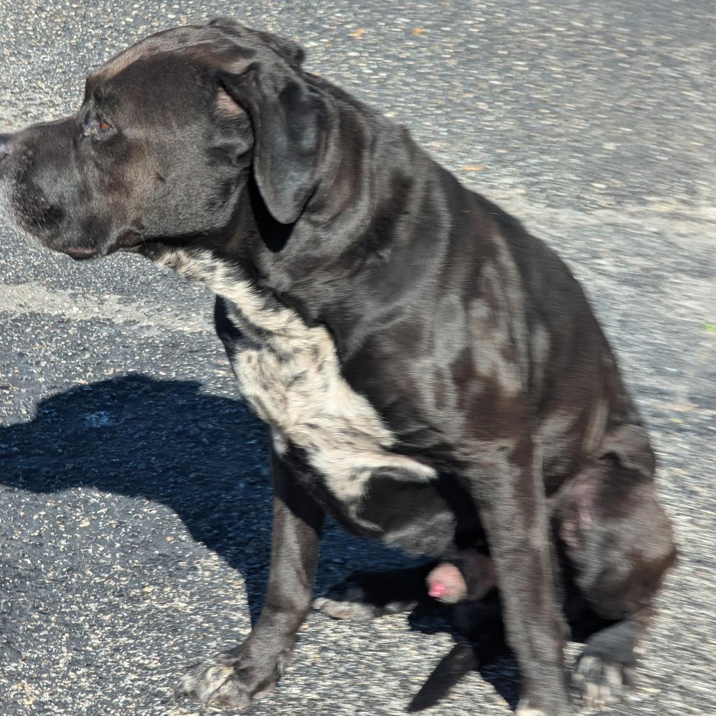 Enlarge Gentle, a Adoptable Mixed Breed in West Palm Beach, FL image 2/6