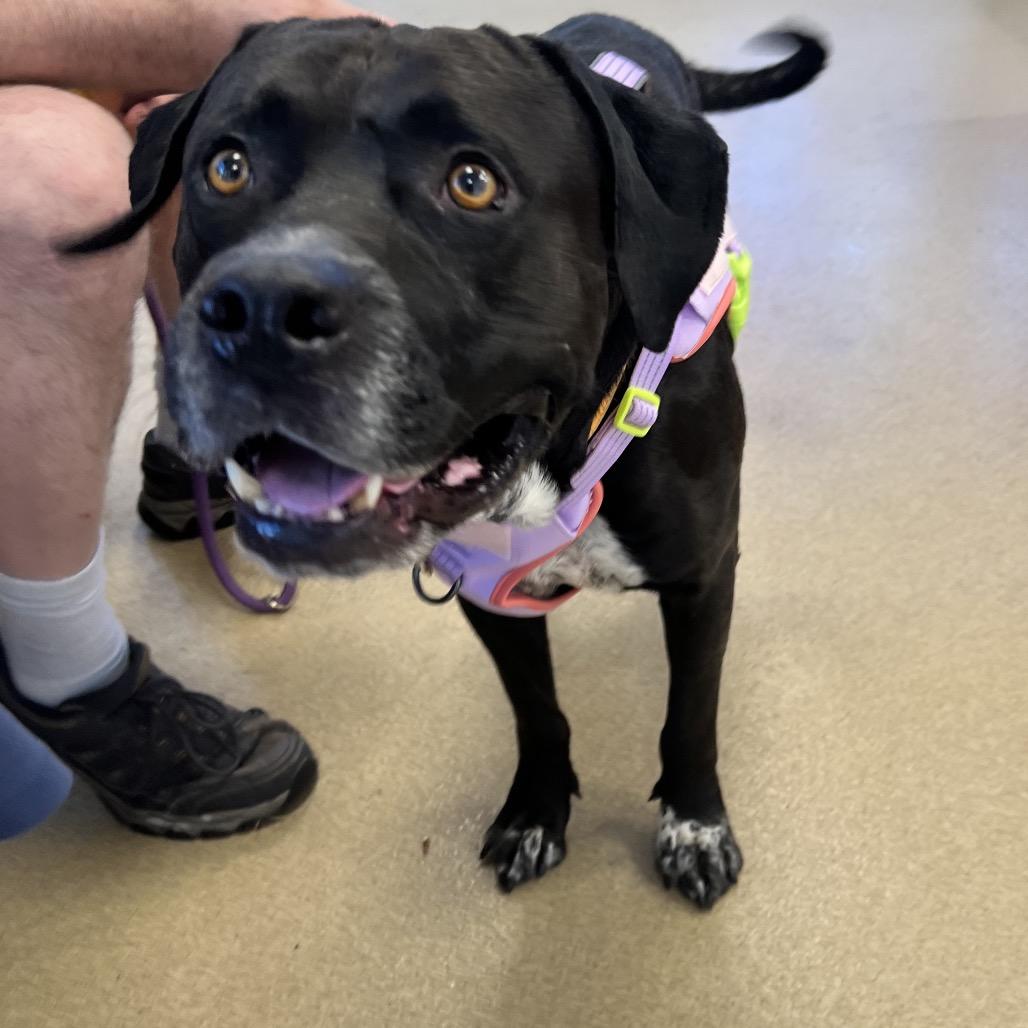 Enlarge Gentle, a Adoptable Mixed Breed in West Palm Beach, FL image 3/6