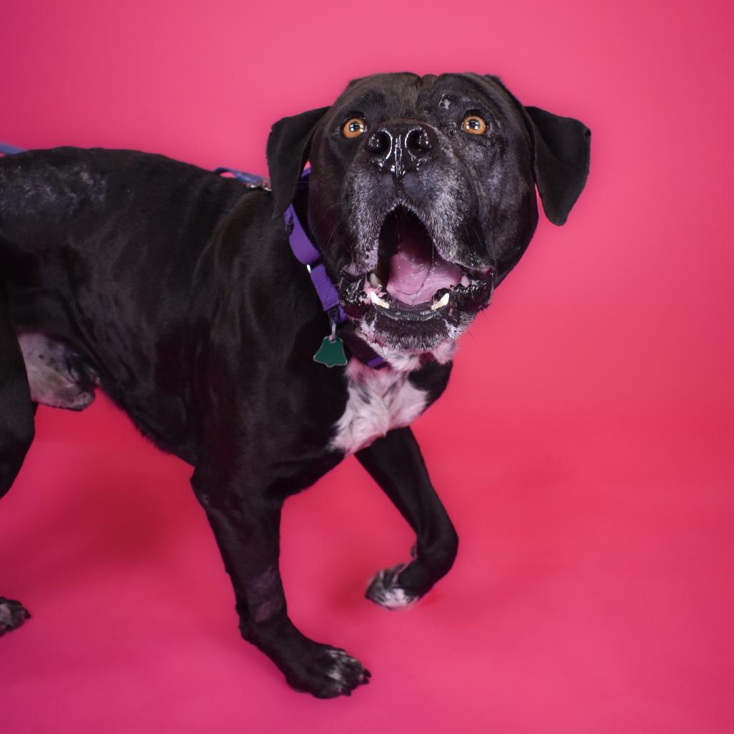 Enlarge Gentle, a Adoptable Mixed Breed in West Palm Beach, FL image 4/6