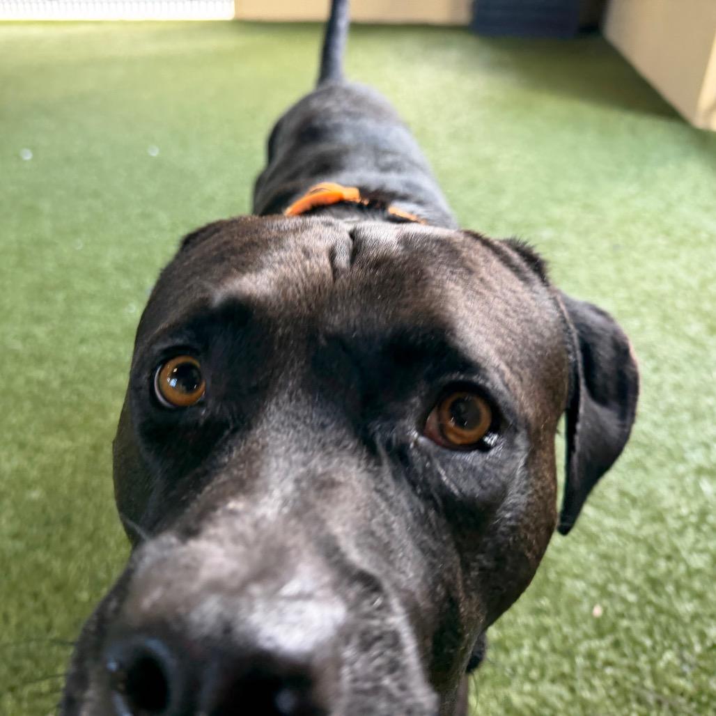 Enlarge Gentle, a Adoptable Mixed Breed in West Palm Beach, FL image 5/6