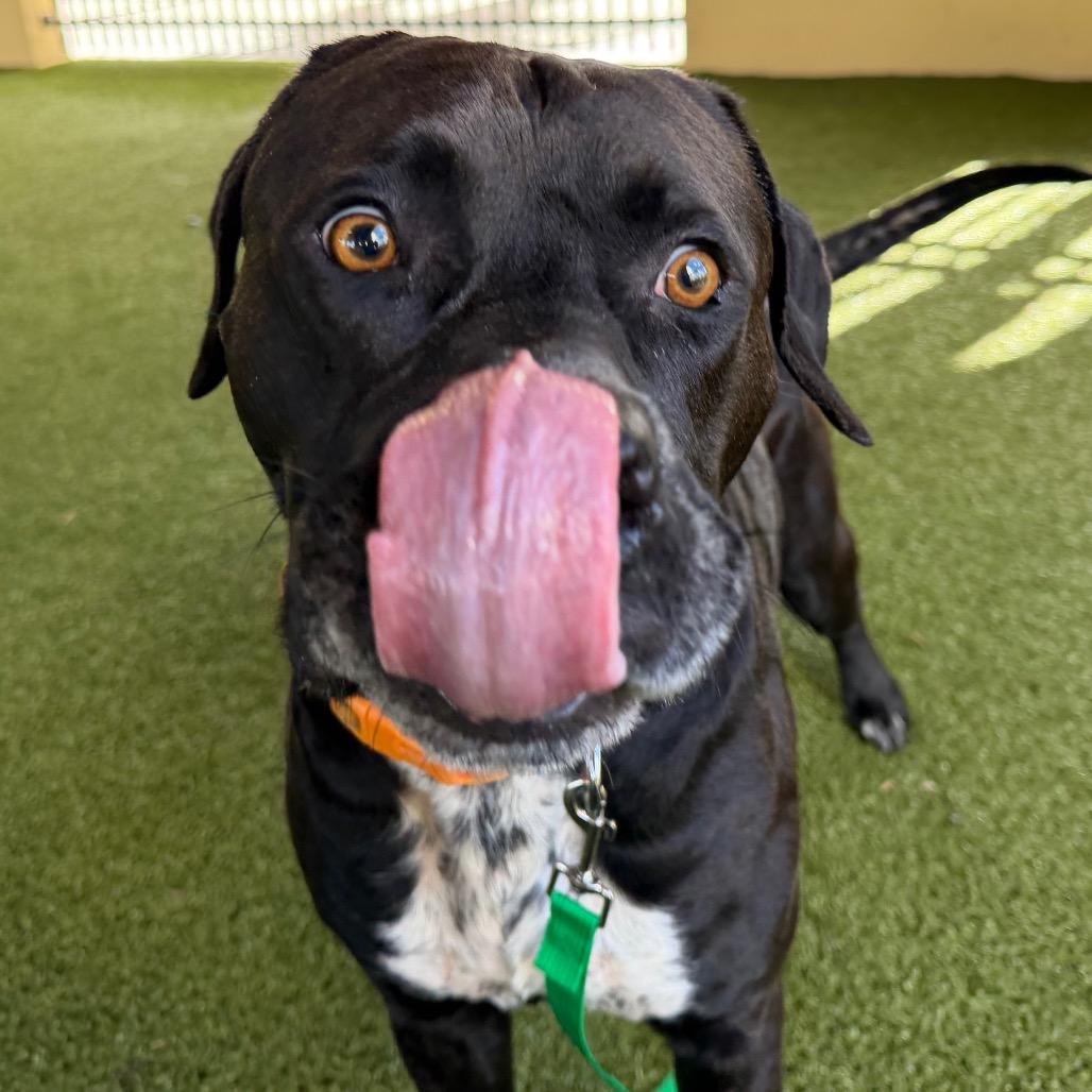 Enlarge Gentle, a Adoptable Mixed Breed in West Palm Beach, FL image 6/6