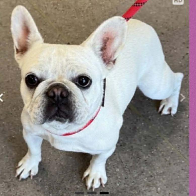 Enlarge Gigi, a Adoptable French Bulldog in Loves Park, IL image 1/5