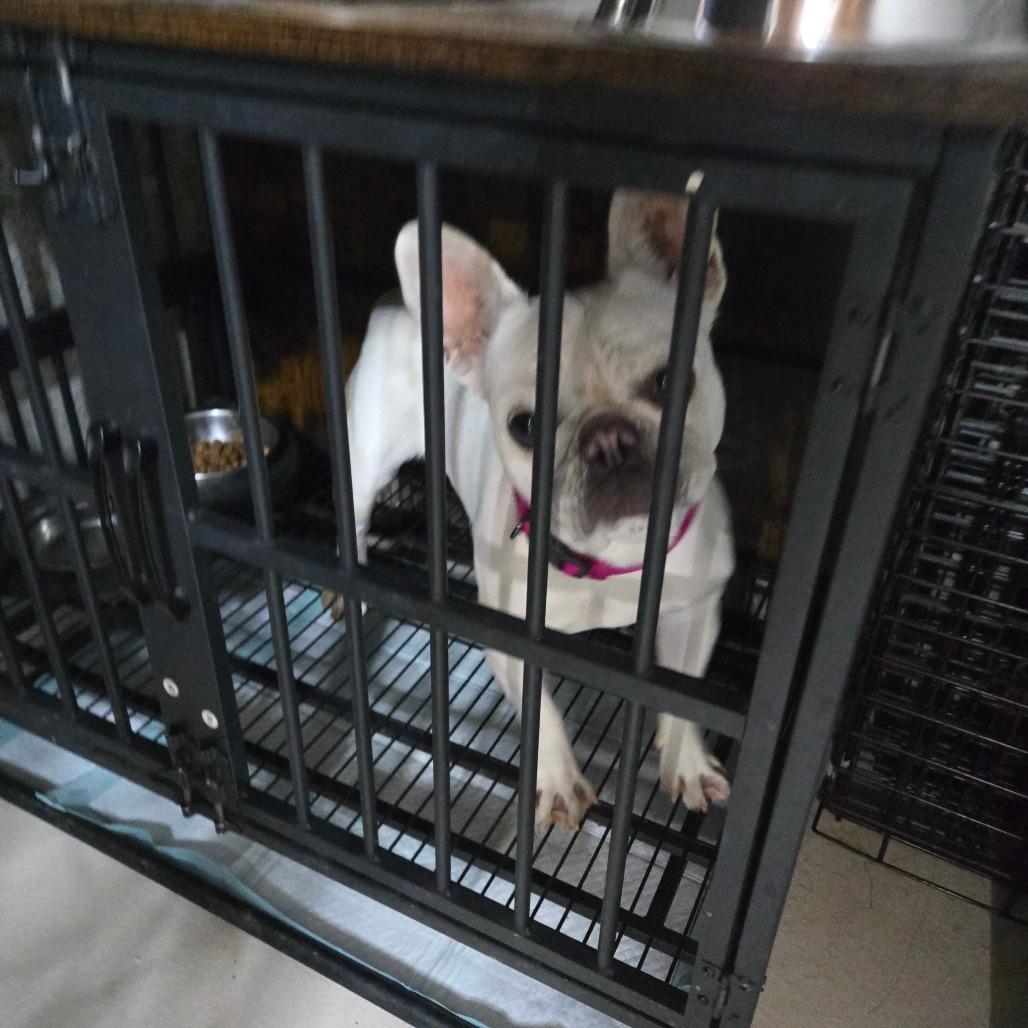 Enlarge Gigi, a Adoptable French Bulldog in Loves Park, IL image 2/5