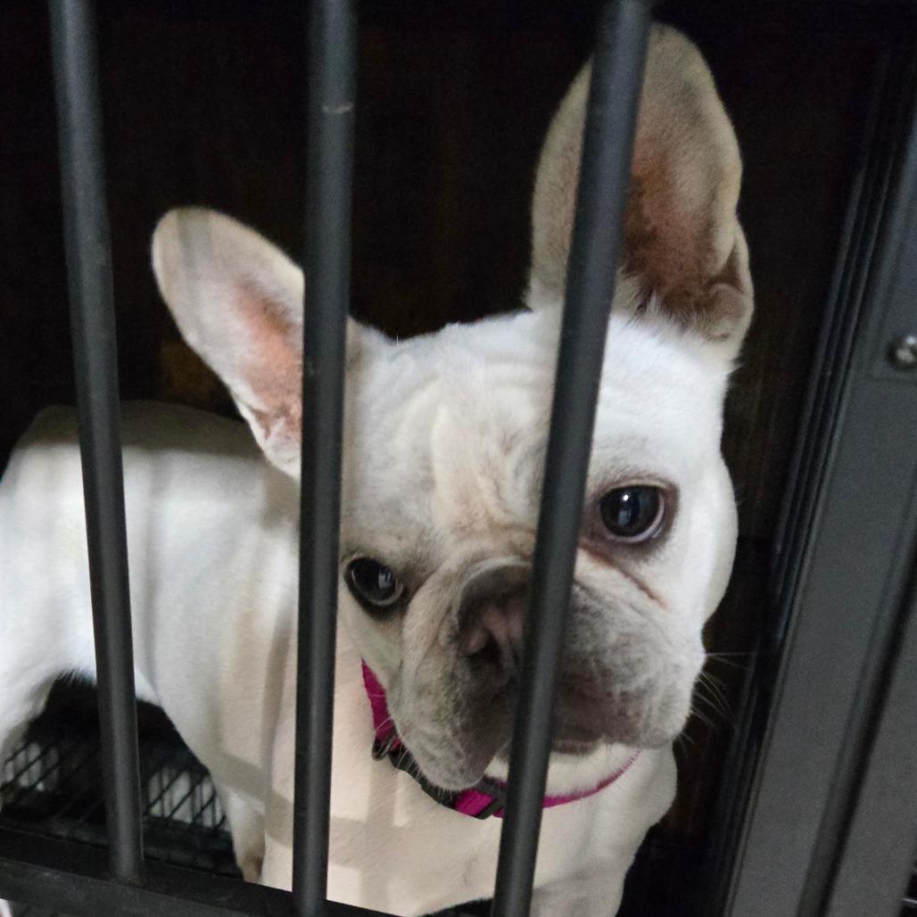 Enlarge Gigi, a Adoptable French Bulldog in Loves Park, IL image 3/5