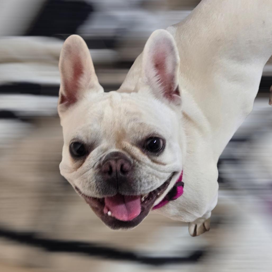Enlarge Gigi, a Adoptable French Bulldog in Loves Park, IL image 4/5
