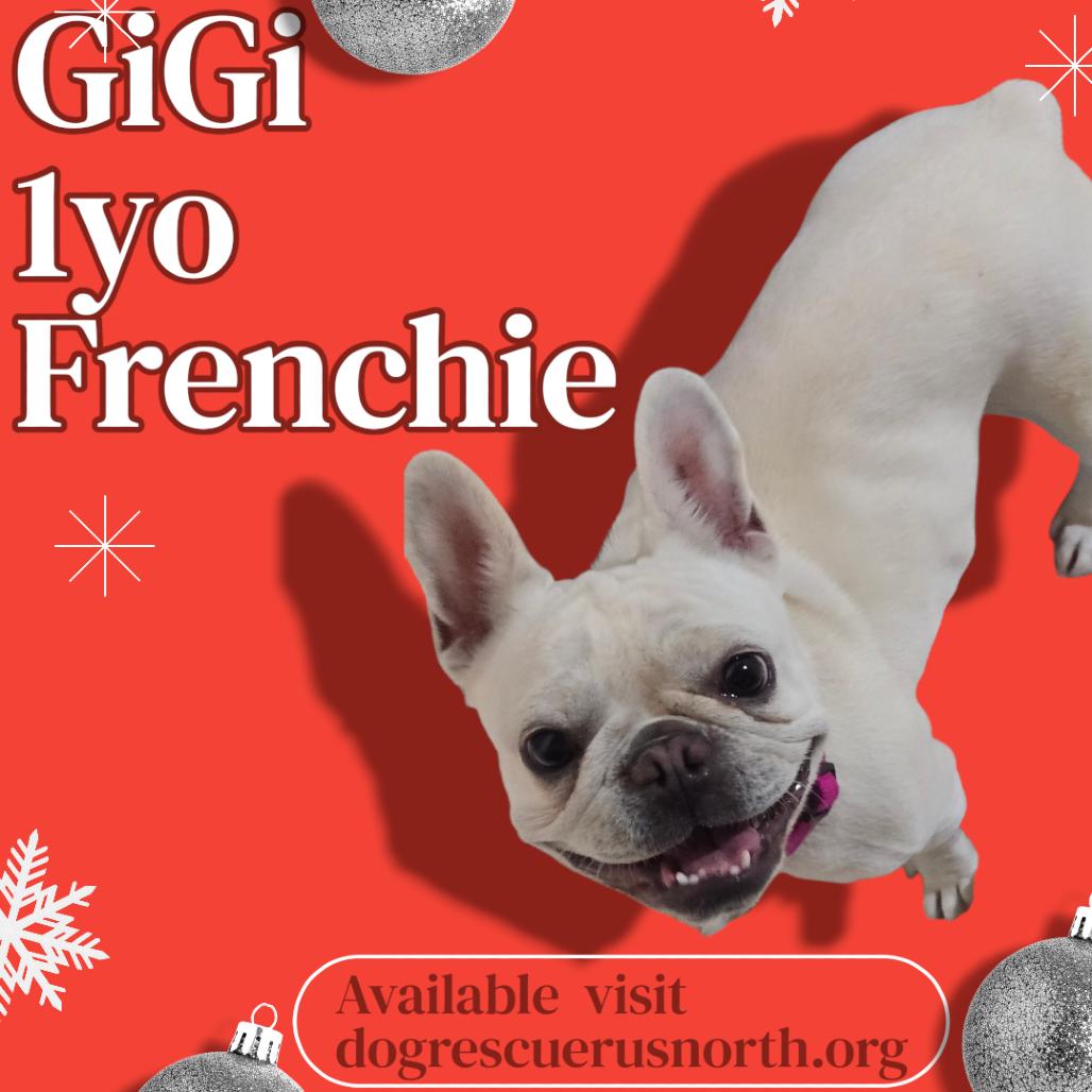 Enlarge Gigi, a Adoptable French Bulldog in Loves Park, IL image 5/5