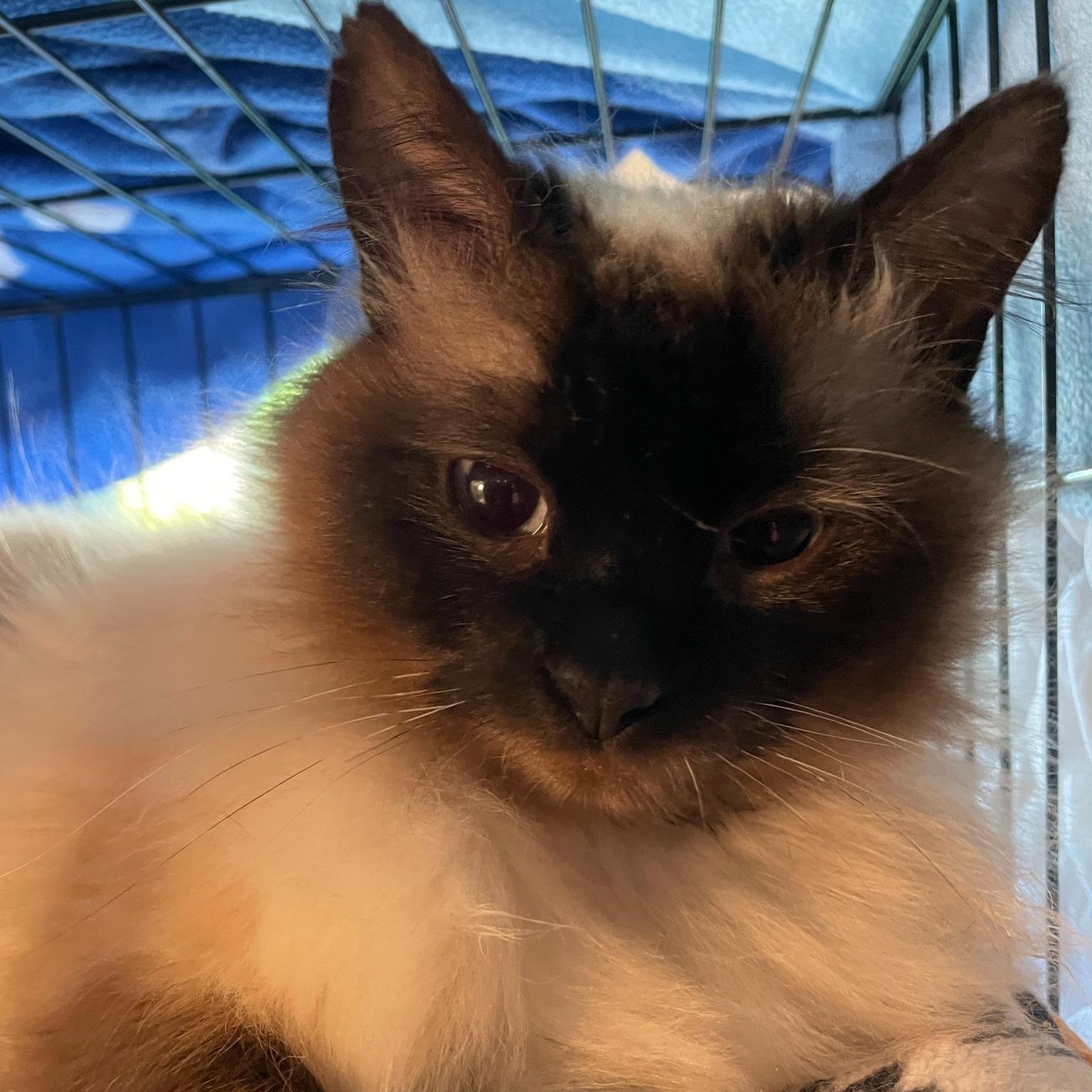 Enlarge Winnie-the-Pooh, a ADOPTABLE Himalayan in Salt Spring Island, BC image 2/4