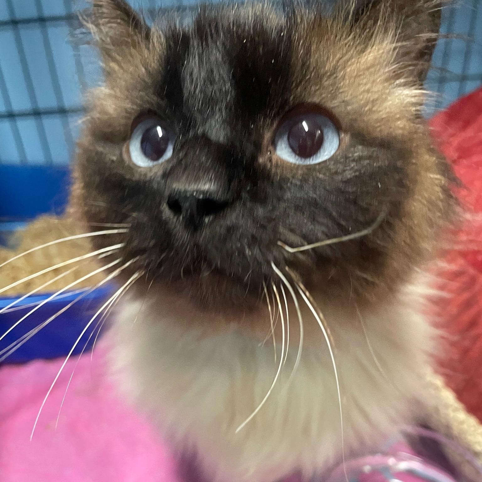 Enlarge Winnie-the-Pooh, a ADOPTABLE Himalayan in Salt Spring Island, BC image 4/4