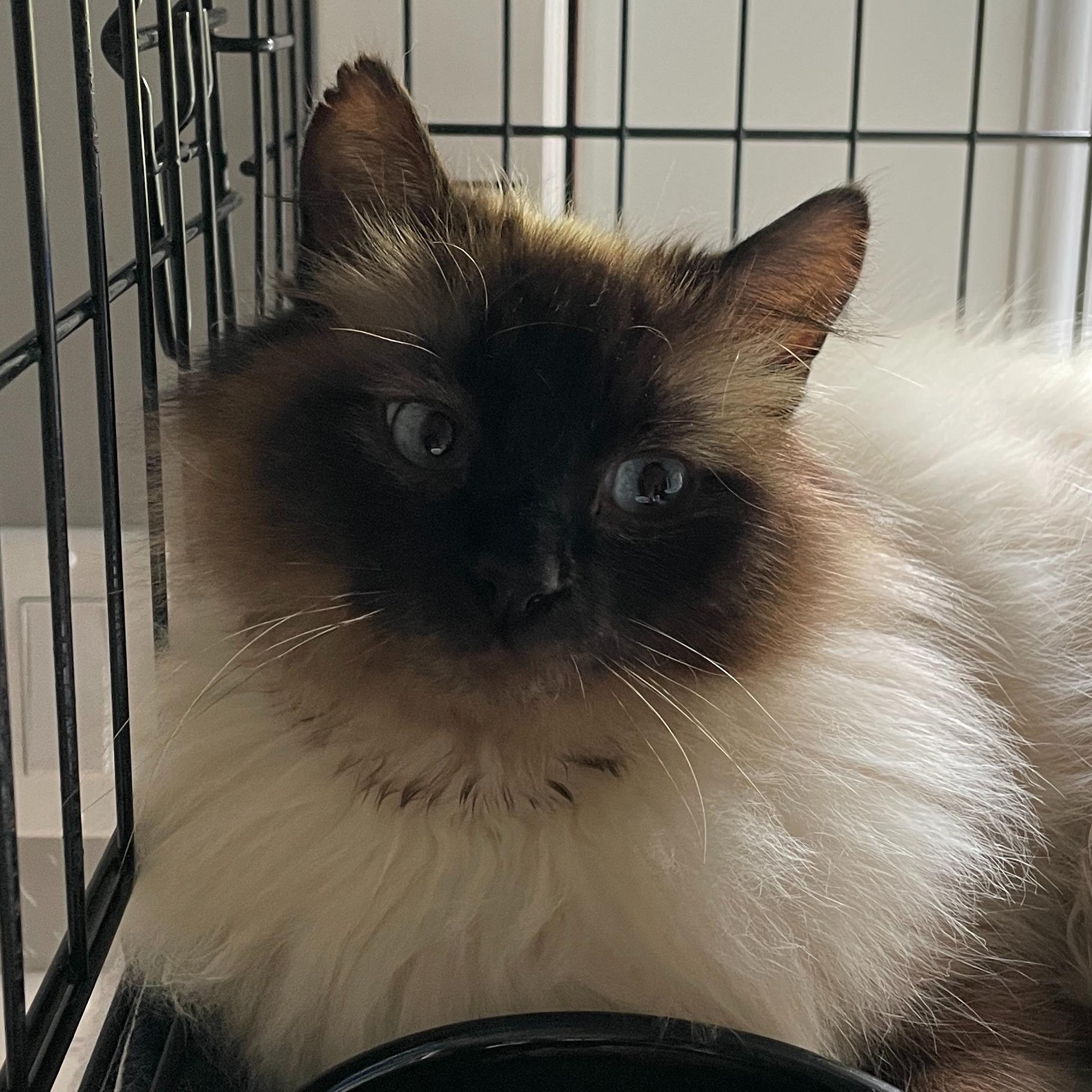 Winnie-the-Pooh, ADOPTABLE, Adult Male Himalayan.