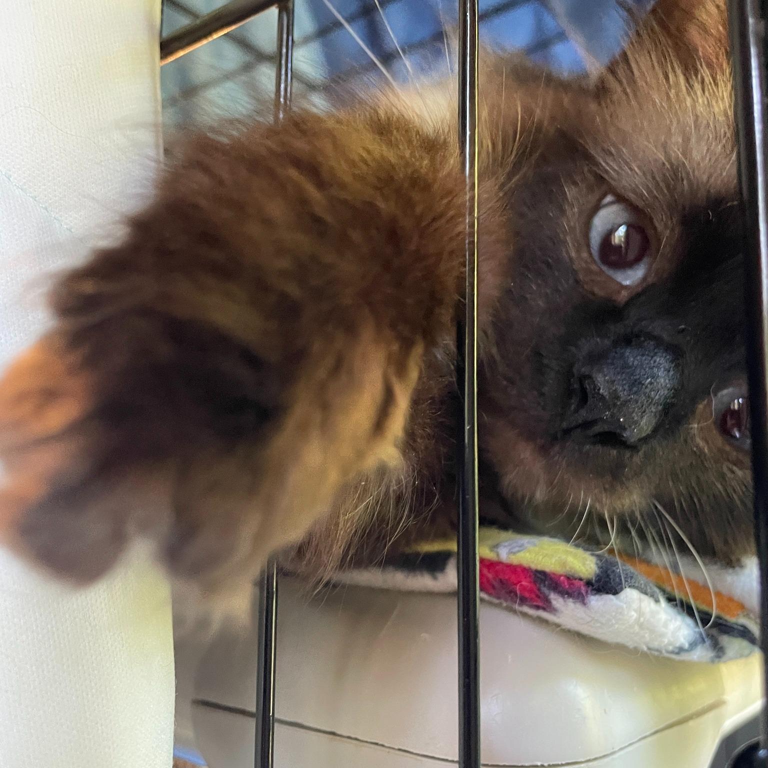 Enlarge Winnie-the-Pooh, a ADOPTABLE Himalayan in Salt Spring Island, BC image 3/4